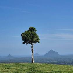One Tree View auf die Glass House Mountains