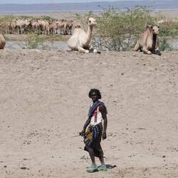 Unterwegs begegnen wir vielen Kamelherden