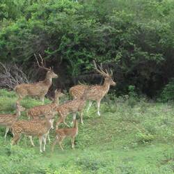Axishirsch, spotted deer