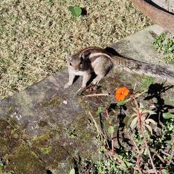 Five striped palm squirrel