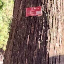 Auch hier wieder viele Zedern. Alle sind mit den roten oder grünen Plaketten versehen.