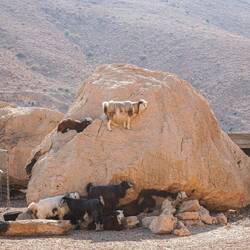 Een geit zoekt het altijd hogerop