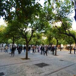 Patio de los Naranjos