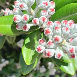 Bientôt en fleur!!! Juste pour décembre 🌲