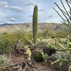 Saguaro National Park