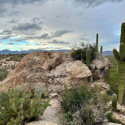 Saguaro National Park