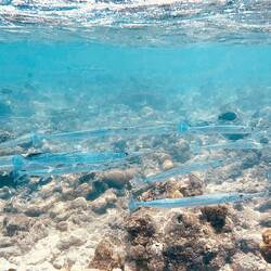 Hornhechte, immer dicht unter der Wasseroberfläche