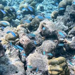 Ein Schwarm Saphir-Demoisellen