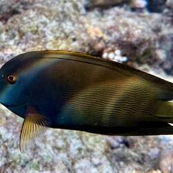 Längsstreifen-Borstenzahndoktor