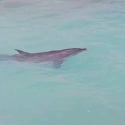 Delfin gesichtet, direkt in unserer Lagune