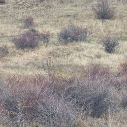 Wer findet die Rehe?