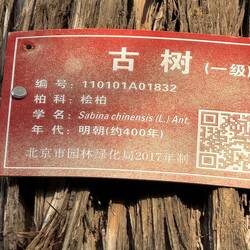 Grandioses Kunstwerk. 400 Jahre alte Zeder. Von Natur gemacht.