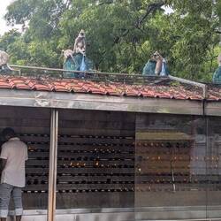 Hanuman Langur Affen