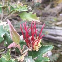 Lijkt wel hulst. variable prickly grevillea