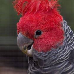 Gang-gang mannetje, gezien vanuit de auto, maar geen foto kunnen maken. Plaatje dus
