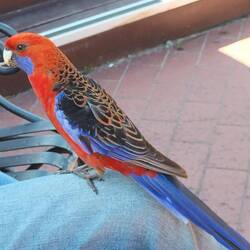 Een heel brutale Crimson Rosella, toen we een ijsje zaten te eten