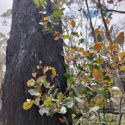 Nieuw leven uit een verbrande boom