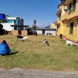 Goats and baby buffalow.