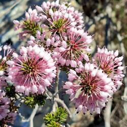 Beaucoup de "bruyères à fleurs nombreuses" également