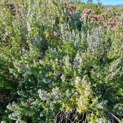 Romarins aussi hauts que nous... En fleurs ! Et ça butine, ça butine, ça bourdonne, ça bourdonne !