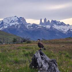 Im Vordergrund: Schopfkarakara