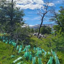 Aufforstung mit Südbuche