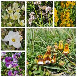 Großes Bild: Darwin Pantoffelblume