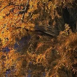 Maple leaves at night