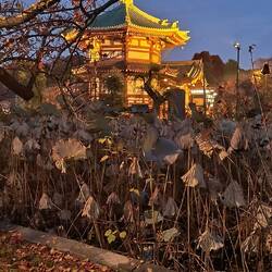 Tokyo's Ueno Park at night.