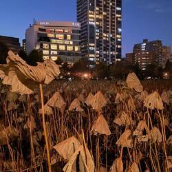 Dried lotus plants with cityscape.