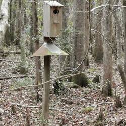 Hier drin nisten wilde Enten. 2 Tage nach dem Schlüpfen werden die Kleinen rausgeschmissen.