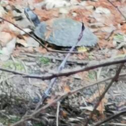 Neben einigen Vögeln (die zu schnell für meine Handykamera waren) war das das einzige wilde Tier.