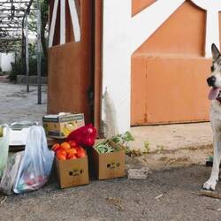 Rex is  guarding the food delivery from a person unknown to us.