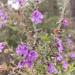 Prostanthera hirtula