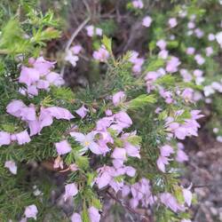 Hairy boronia