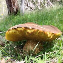 Heel grote paddestoel: Eekhoorntjesbrood