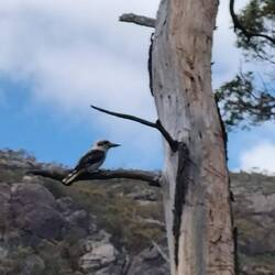 Cookaboora op de camping