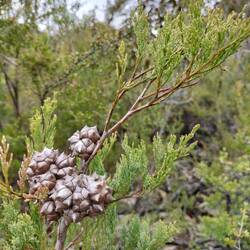 Illawara mountains pine