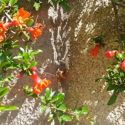 Pomegranate everywhere!