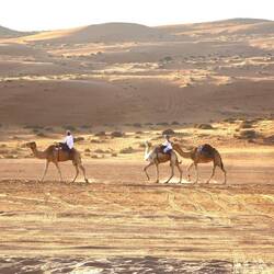 Unsere Kamele werden bereitgestellt.