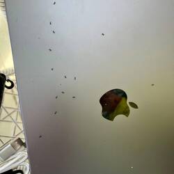 Ein winziger Teil der Ameisen, die aus den Steckplätzen kamen