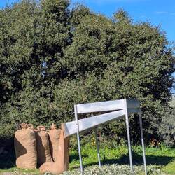 All the locals were busy with the olive harvest