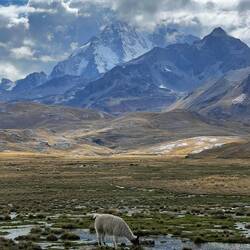 Llama grazing below Huayna Potosi