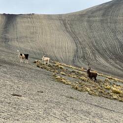 We have no company except Llama