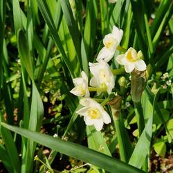 Tazeta daffodils- Marian felt at home.