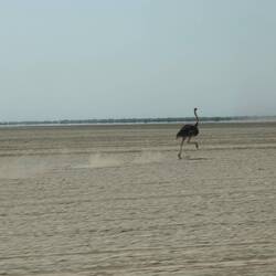 Das Wettrennen mit dem Strauß haben wir gewonnen