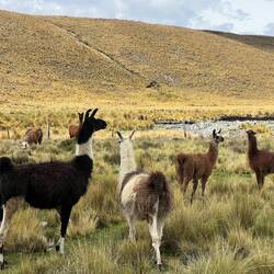 Llamas and Alpacas are abundant in this valley