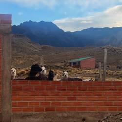 The Alpacas keep watch