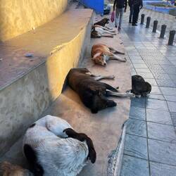The local fauna in Chafchaouen