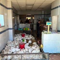 Also a lot of live chickens...